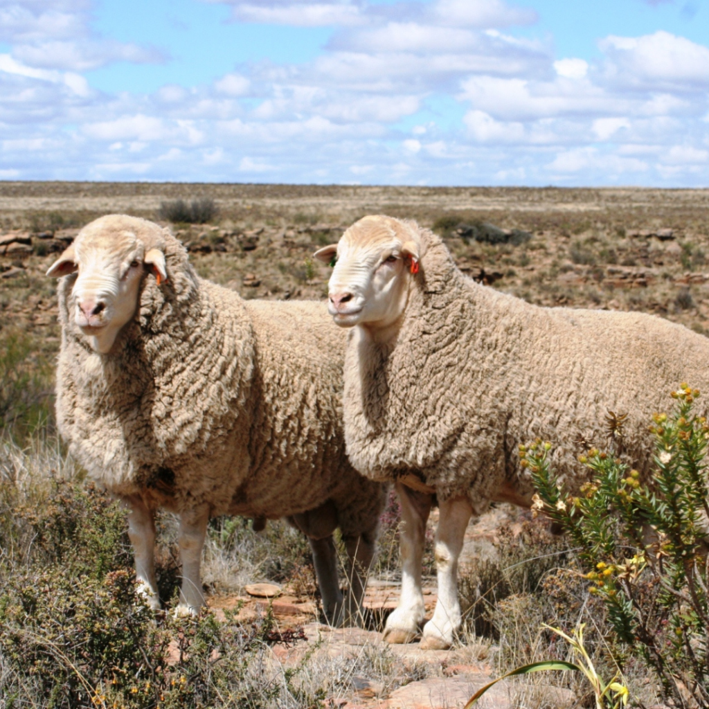 Шерсть мериноса – роскошь и комфорт на долгие годы